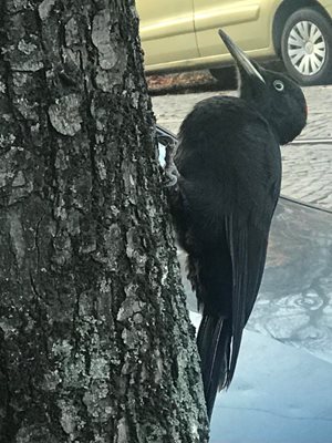 Градски черен кълвач, който е защитен вид, “инспектира” дърво на бул. “Джеймс Баучер”.
СНИМКА: АВТОРЪТ