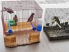 При проверка за наркотици откриха защитени птици в къща в Перущица