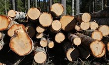 Пробация за мъж, откраднал дърва от горски пояс