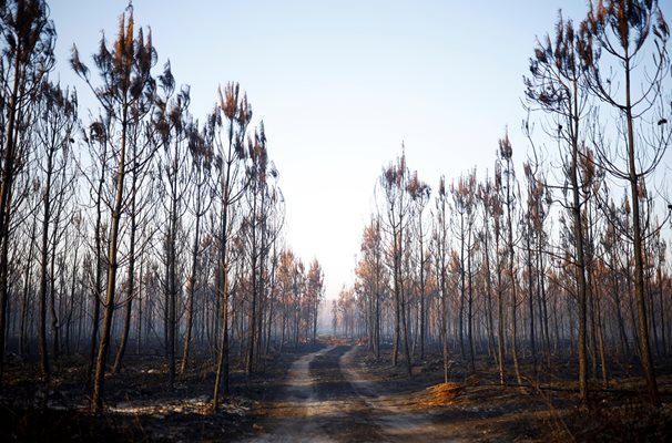 Огромни горски масиви и друга растителност са изгорени от пламъците в департамента Жиронд в Югозападна Франция.