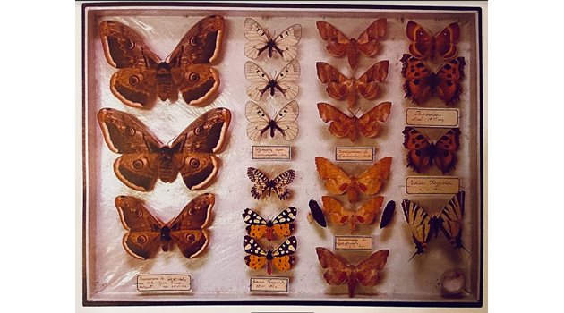Част от колекцията с пеперуди на цар Фердинанд, която днес е част от царската колекция в Националния природонаучен музей при БАН.