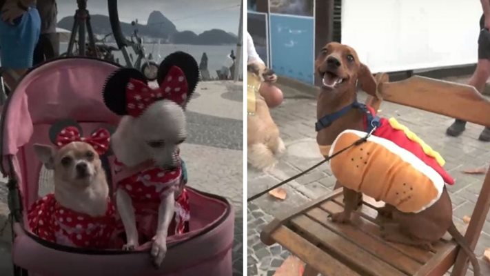 Маскирани кучета се включиха в грандиозен парад в Рио (СНИМКИ)