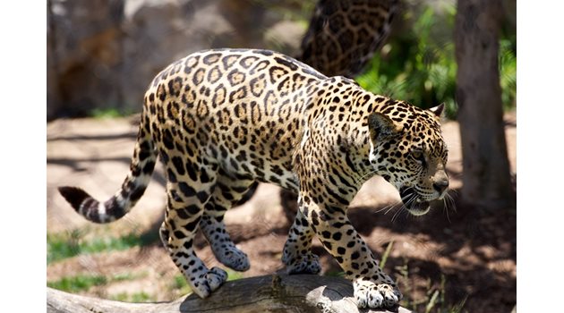 Леопард Снимка: Pixabay