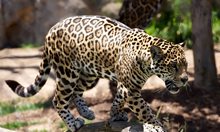 Леопард от зоопарка в Стара Загора избяга в гората, животното все още е на свобода