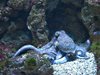 Учени откриха нов гигантски октопод