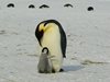 Популацията на императорските пингвини намалява с 1,3% годишно