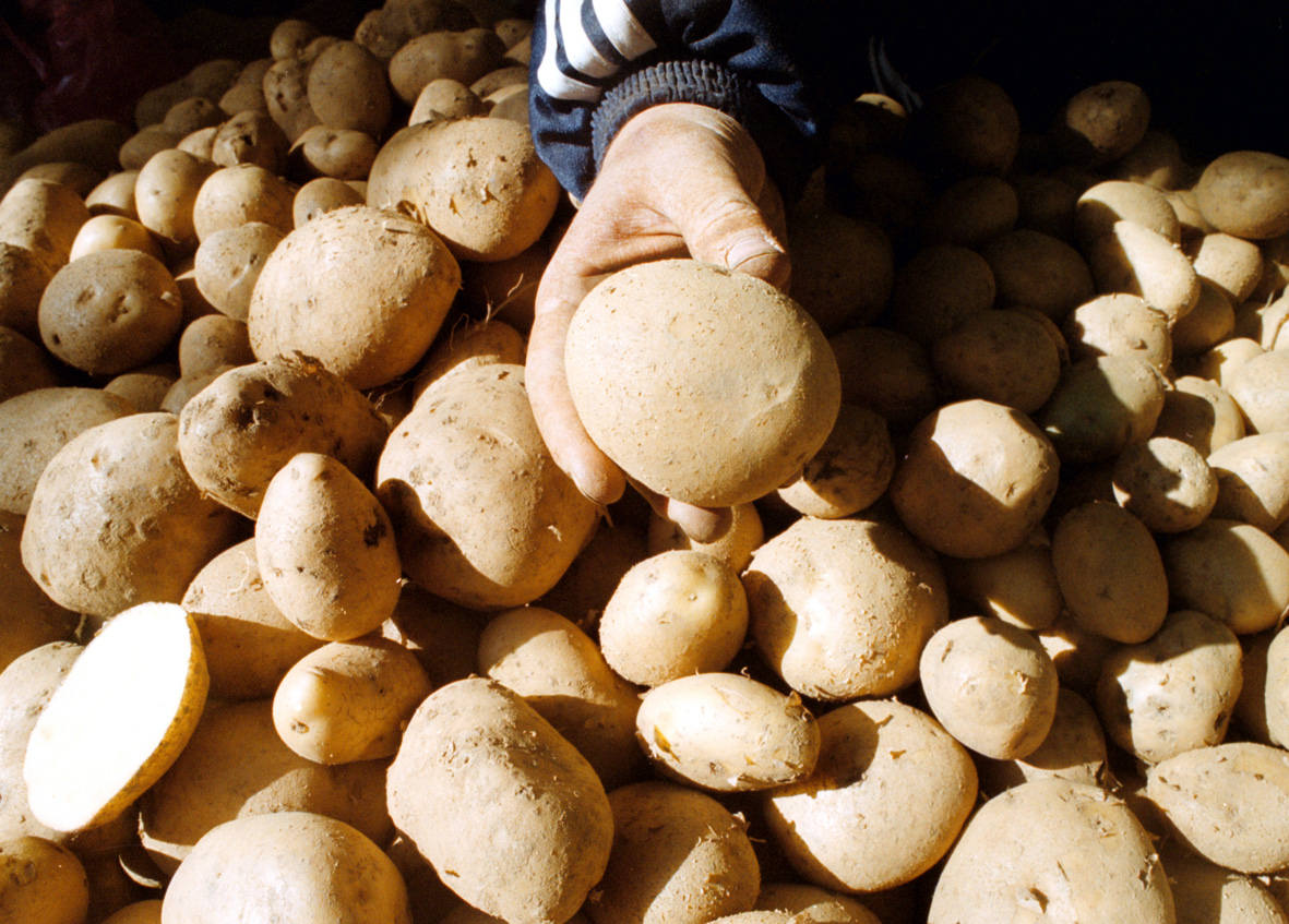 В САЩ се разгаря спор дали картофът е зеленчук, или нишестен продукт