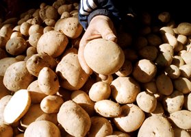 В САЩ се разгаря спор за това дали картофът е зеленчук, или нишестен продукт.