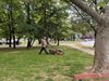 Общинските екипи продължават дейностите по косене на тревните площи в Русе