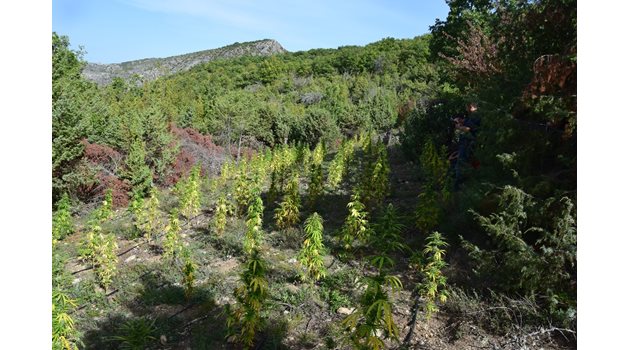 642 растения канабис са открили и изкоренили вчера кюстендилски полицаи в землището на с. Буново. СНИМКИ: ОДМВР-Кюстендил