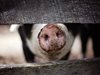 Пратиха на екарисаж заразените прасета в Карнобат

