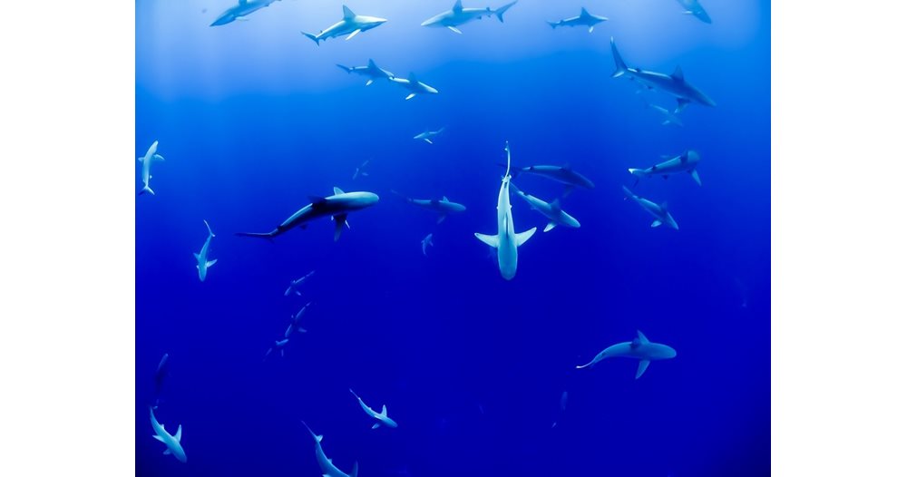 A couple survived three days on a paddle board in an ocean full of sharks