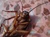 Нашествие на летящи хлебарки в Гърция