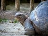 Стогодишна костенурка избяга от дома си, за да търси любовта