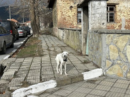 Кучето на изчезналия Ники от Конаре сега си търси нов дом Снимка: Фейсбук/ Дани Атанасова