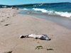 Потвърдиха за 7 мъртви делфинчета край Ахелой, още 3 -  край Созопол
