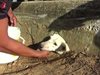 Спасиха куче, заклещило главата си в тясна дупка (Видео)