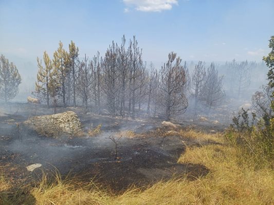 Пожарът в Гърция премина на наша територия СНИМКА: Архив