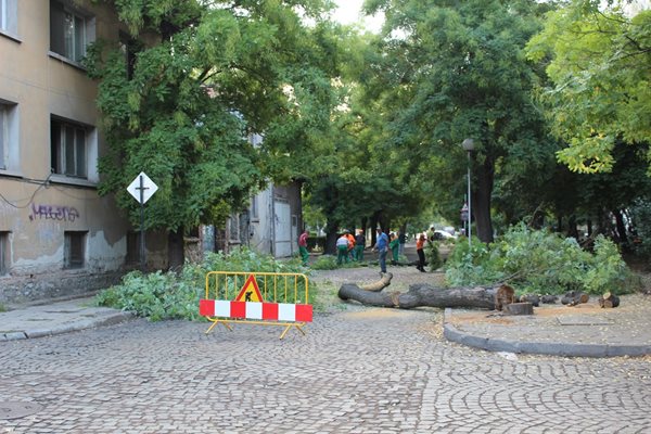 50-годишни дървета падат жертва на ремонта на ул. "Даме Груев".