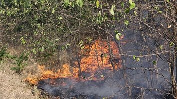 Пожар избухна край Института по овощарство в Пловдив, 10 огнеборци го потушиха