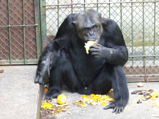 До септември 2011 г. зоопаркът в Стара Загора единствен на Балканския полуостров разполагаше с шимпанзе, но животното бе отведено в Уелс, за да живее сред себеподобни.