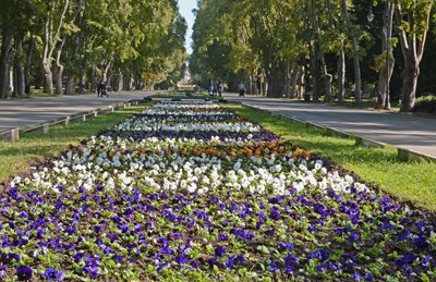 118 000 лалета и теменужки ще красят Морската градина във Варна (Снимки)