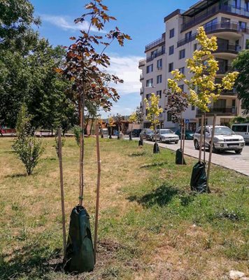 Специалните чували осигуряват влага за 7-8 дни и пестят вода