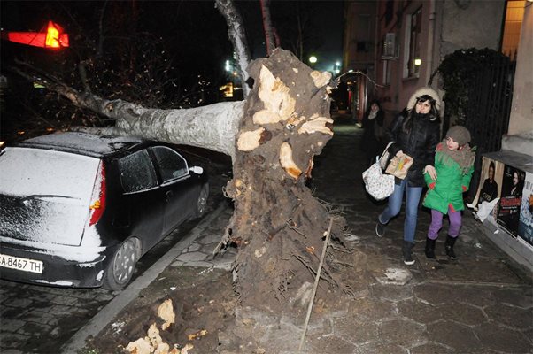 Дърво, повалено от силния вятър, премаза мъж в колата му (снимки)