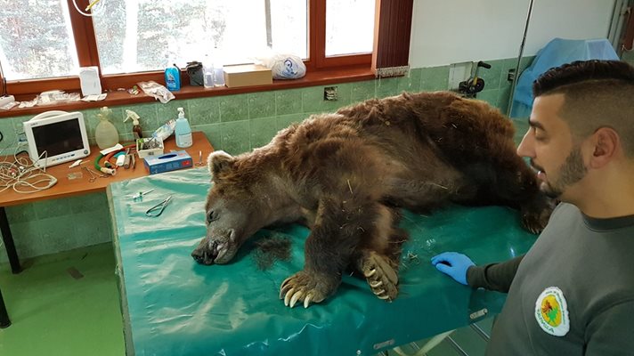 Ветеринарен лекар оперира окото на най-възрастната мечка в парка в Белица СНИМКИ: Антоанета Маскръчка