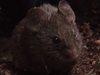 Малката кафява мишка от горите на Централна Америка пее на партньорката си