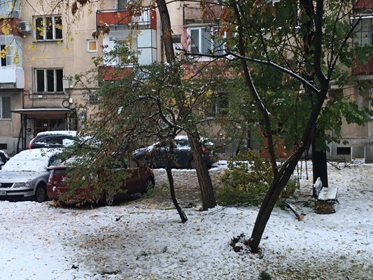 "Градини и паркове" ще имат много работа днес заради изпопадалите клони от мокрия сняг в Пловдив.