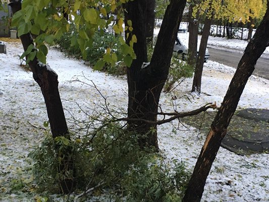 Мокрият сняг изпочупи клони в Пловдив.