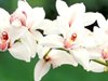 Правила за отглеждане на орхидеи