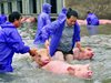Спасителна операция на прасета в Китай (Видео+Снимки)