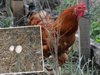 Турски петел започна да снася яйца
