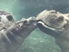 Семейството на хипопотамчето Фиона се събра в зоопарка на Синсинати (Видео)