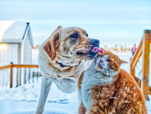 Домашното куче и коте не могат да разпространяват новия вирус. СНИМКА: Pixabay