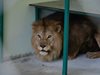 Два от лъвовете на Разград вече са в зоопарка на Пазарджик