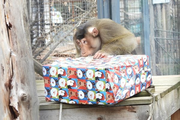 (Снимки) Маймуните в Софийския зоопарк получиха коледни подаръци