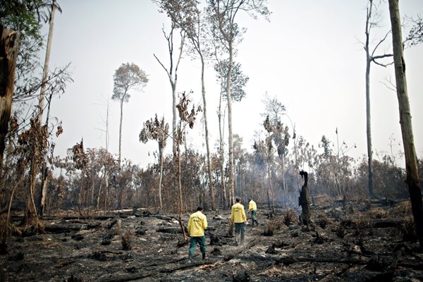 Бразилски огнеборци оглеждат щетите, нанесени от мащабните горски пожари на обезлесените територии от амазонската джунгла.