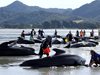 Нови 240 кита заседнаха на новозеландски плаж (видео и снимки)