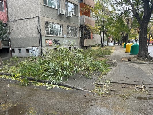 Падналите дървета и клони все още стоят по пловдивските тротоари.