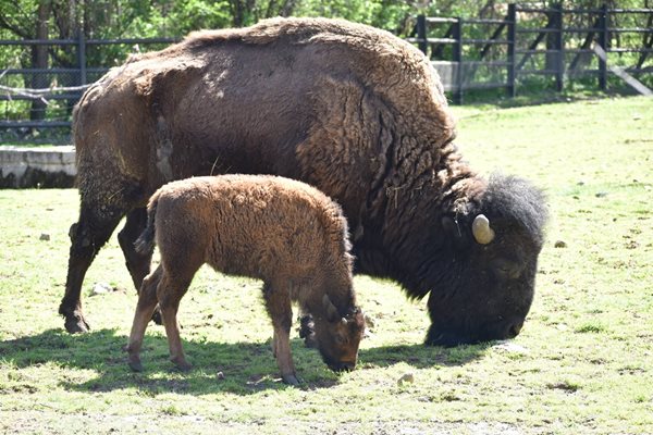 Бебето бизонче расте в отлично здраве в зоопарка София