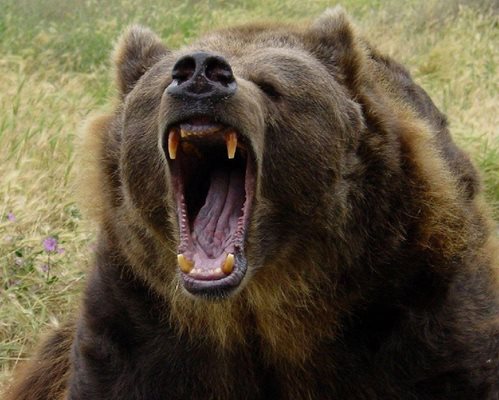 Зачестяват нападенията от кафяви мечки в страната