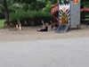 Бездомно куче нахапа дете в Хасково (Видео)
