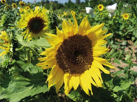 Новите сортове слънчоглед с големи пити увеличават добивите. Варианти на устойчиви култури дават надежди за по-добра реколта от тазгодишната.