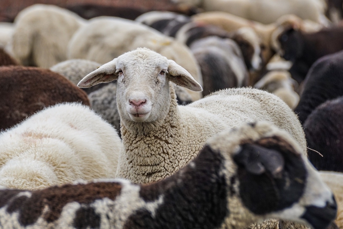 Мерки срещу шарка по дребни преживни животни налагат в Ямболско