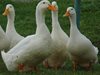 Унищожават 120 000 патици в Пловдивско, върлува птичи грип