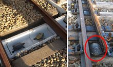Тунел през жп линия за костенурки в Япония