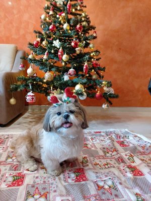 Кучето Рики се вписва добре в празничната атмосфера в дома на Иван Стоянов.

